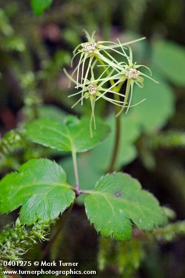 Coptis laciniata
