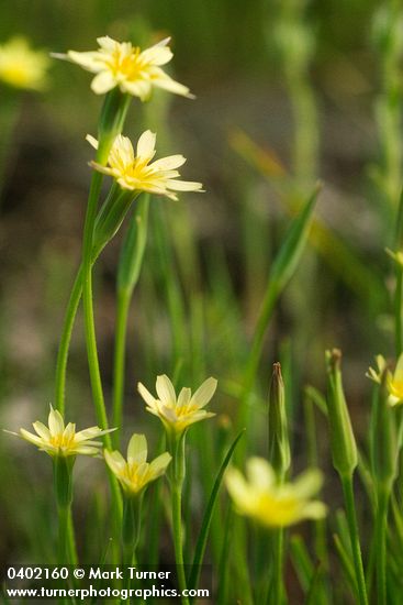 Uropappus lindleyi
