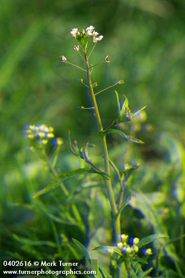 Capsella bursa-pastoris