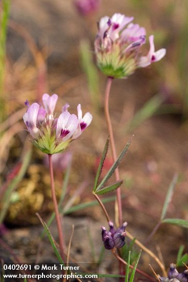 Trifolium variegatum