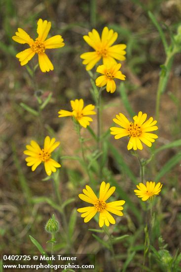 Madia elegans