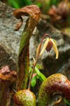 Darlingtonia californica
