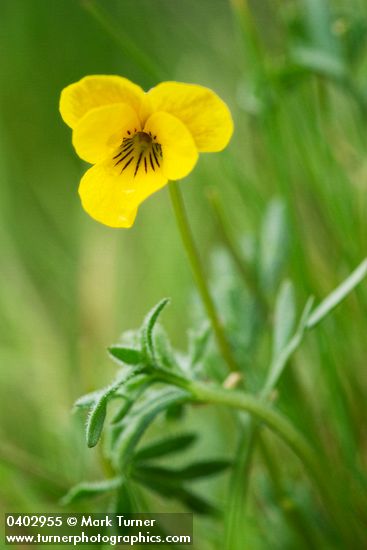 Viola douglasii
