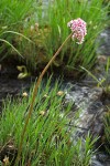 Darmera peltata