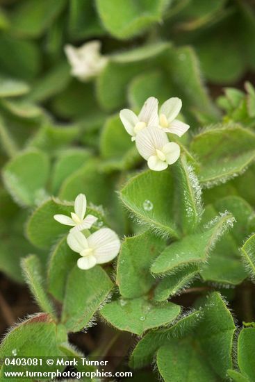 Trifolium subterraneum