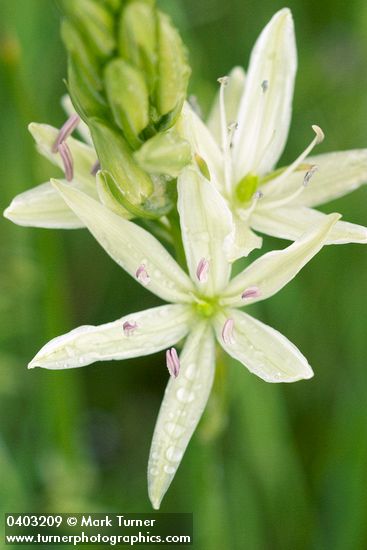 Camassia leichtlinii ssp. leichtlinii