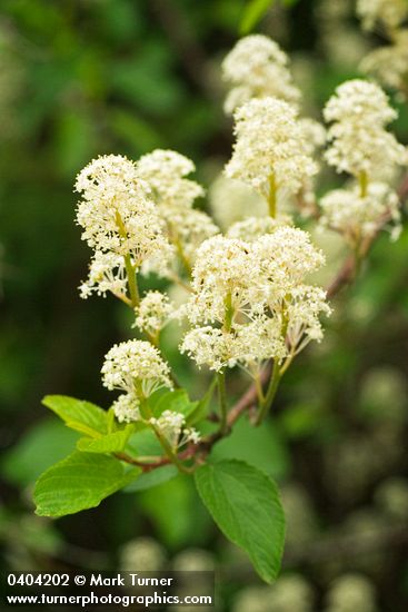 Ceanothus sanguineus