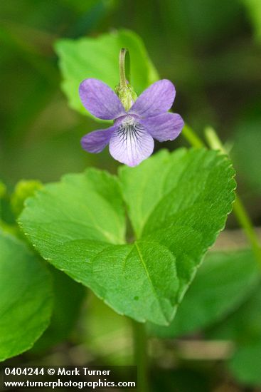 Viola howellii