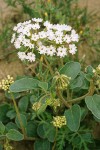 Abronia mellifera