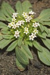 Dimeresia howellii