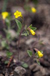 Candelabrum Monkeyflower