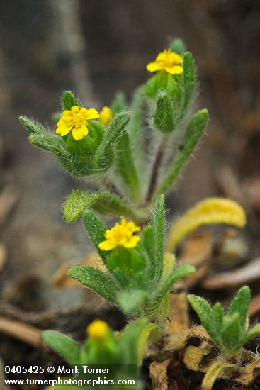 Madia minima
