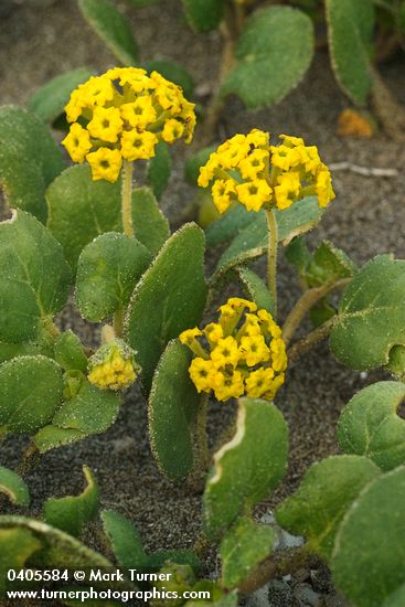 Abronia latifolia
