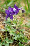Delphinium decorum