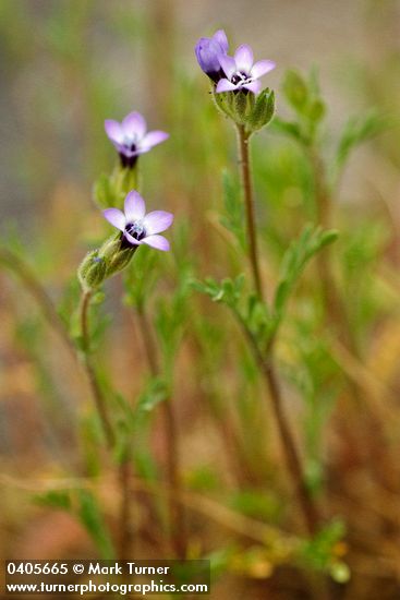 Gilia millefoliata