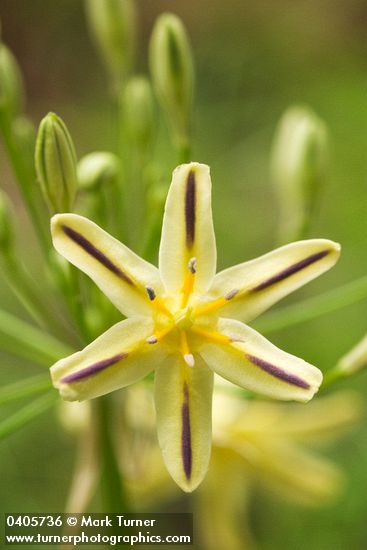 Triteleia ixioides ssp. anilina