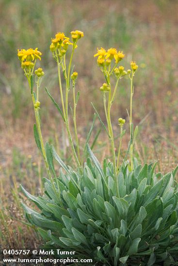 Packera macounii (Senecio macounii)