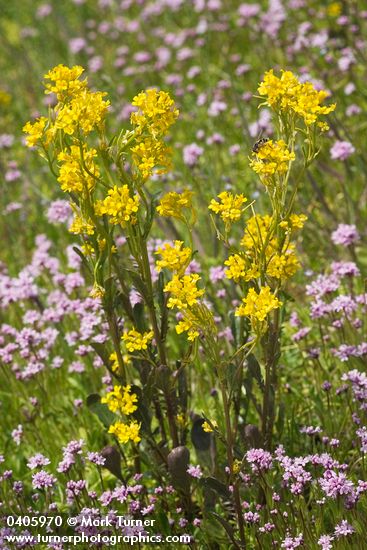 Rorippa palustris