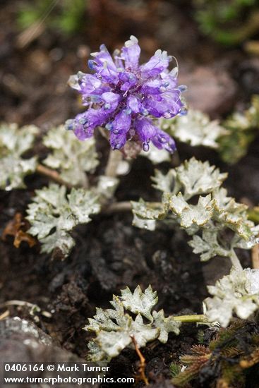 Synthyris pinnatifida</em> ssp. <em>lanuginosa