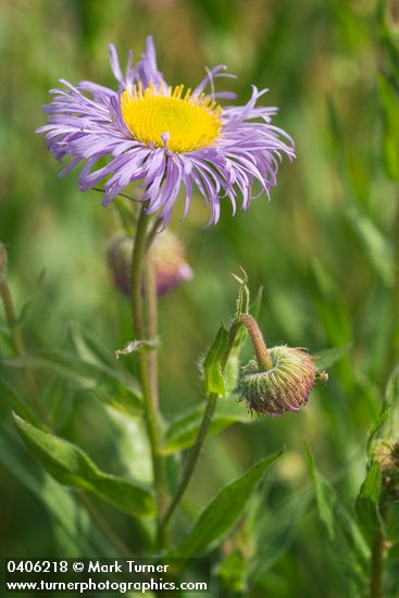 Erigeron speciosus var. speciosus