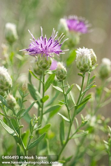 Acroptilon repens