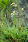 Saxifraga oregana