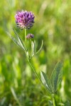 Trifolium douglasii