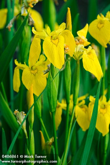 Iris pseudacorus