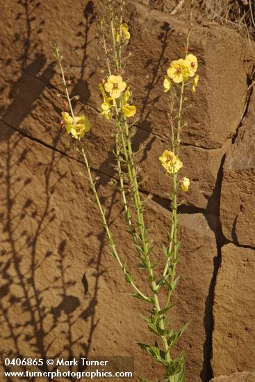 Verbascum blattaria