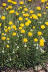 Erigeron aphanactis
