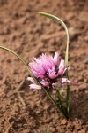Lemmon's Onion