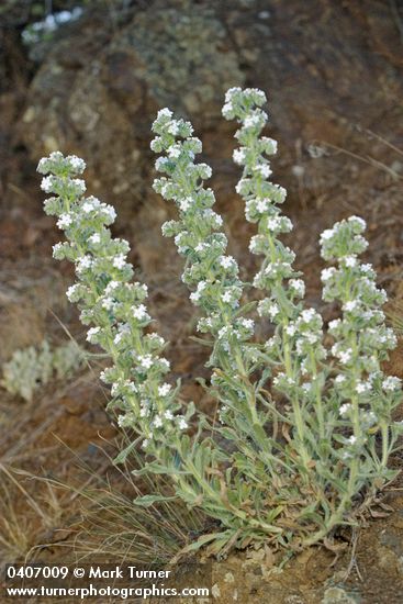 Cryptantha interrupta