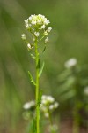 Thlaspi arvense