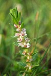 Glaux maritima