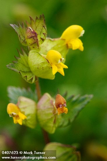 Rhinanthus minor</em> ssp. <em>minor