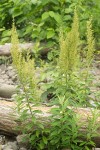 Artemisia suksdorfii