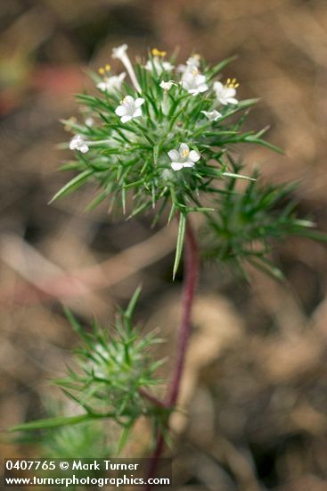 Navarretia intertexta