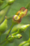 Mad-dog Skullcap blossom extreme detail