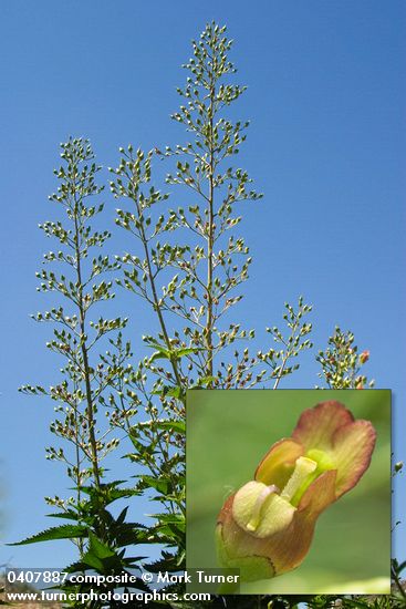 Scrophularia lanceolata