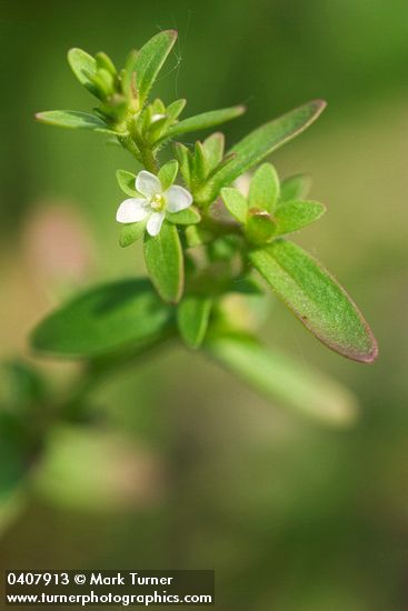 Veronica peregrina