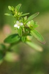 Veronica peregrina