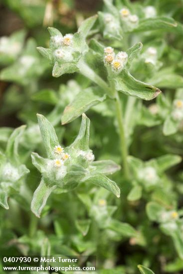 Gnaphalium palustre