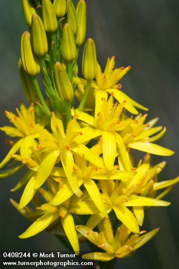 Narthecium californicum