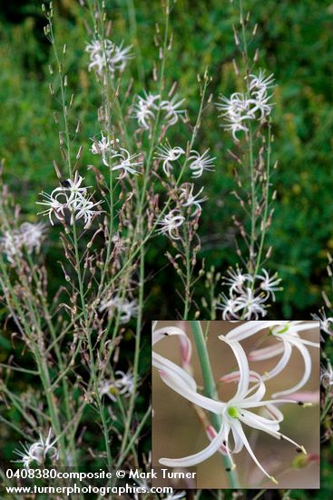 Chlorogalum pomeridianum