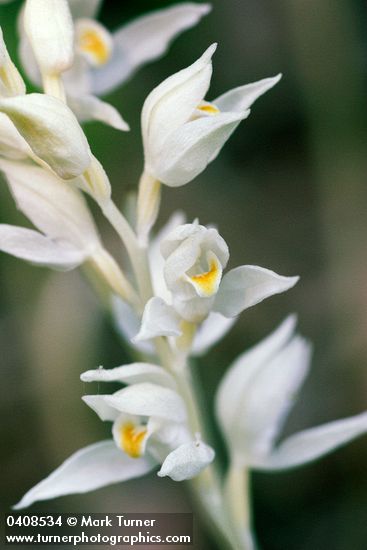Cephalanthera austiniae