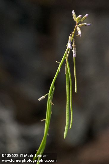 Arabis puberula