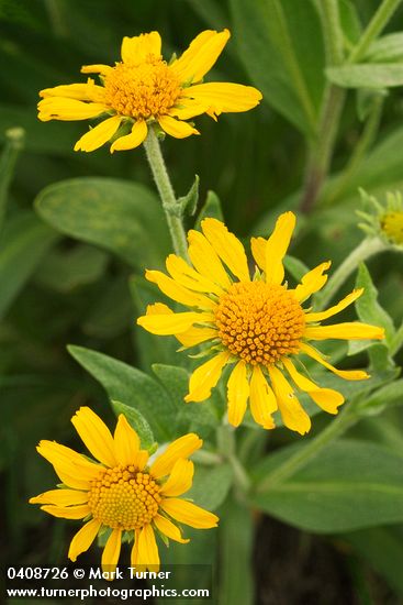 Hymenoxys hoopesii