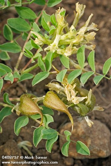 Astragalus lentiginosus