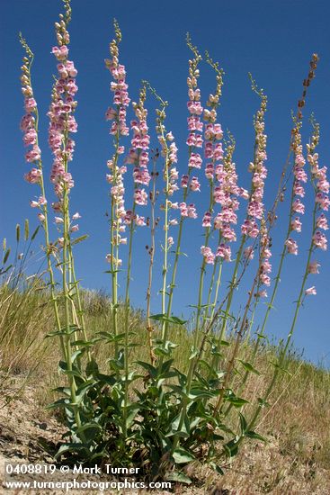 Penstemon palmeri
