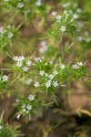Navarretia divaricata